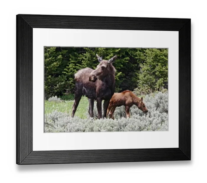 Framed Print : North America, USA, Wyoming, Bighorn Mountains, moose (Alces alces) cow and calf feeding in meadow