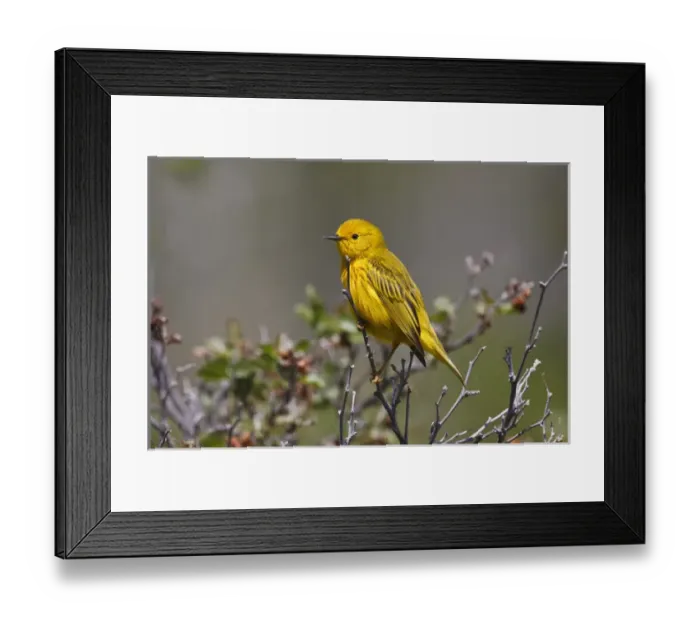 Framed Print : Yellow Warbler (Dendroica petechia) adult male, Wyoming, spring Framed Print : Yellow Warbler (Dendroica petechia) adult male, Wyoming, spring
