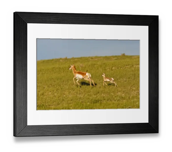 Framed Print : North America, USA, Wyoming, Pronghorn (Antilocapra americana), antelope, doe Framed Print : North America, USA, Wyoming, Pronghorn (Antilocapra americana), antelope, doe