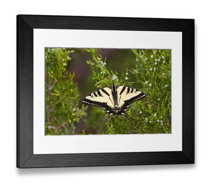 Framed Print : North America, USA, Wyoming, Bighorn National Recreation Area, Western Tiger Swallowtail Framed Print : North America, USA, Wyoming, Bighorn National Recreation Area, Western Tiger Swallowtail
