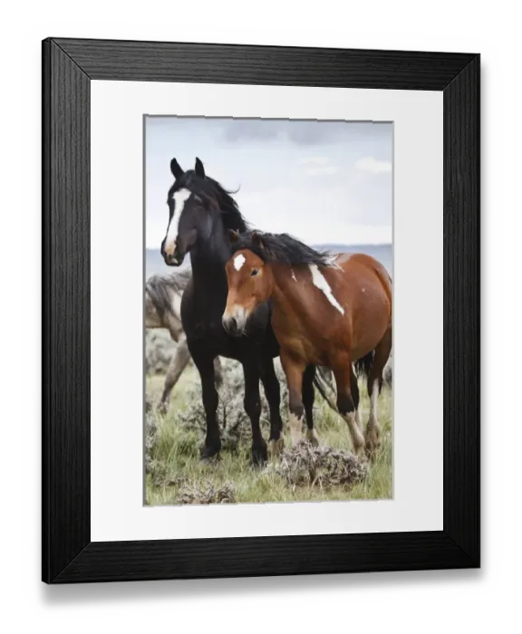 Framed Print : Wild horses (Equus caballus) in herd at Cody, Wyoming, USA Framed Print : Wild horses (Equus caballus) in herd at Cody, Wyoming, USA