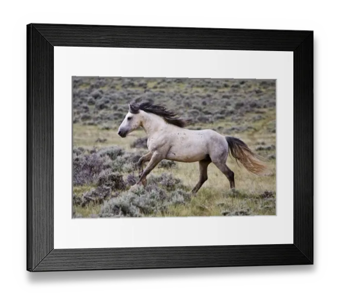 Framed Print : wild horse (Equus caballus) feral, herd stallion running free, sagebrush priaire