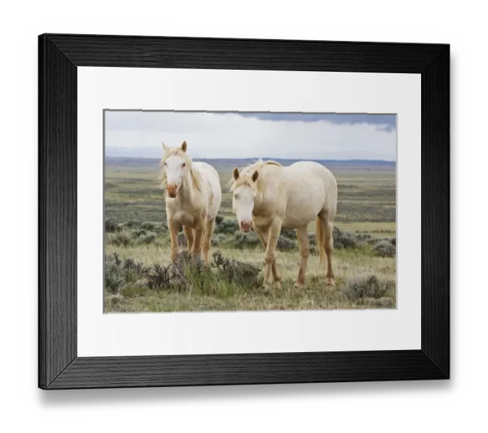 Framed Print : Wild Horse (Equus caballus) roaming on the sagebrush priaire at Cody, Wyoming