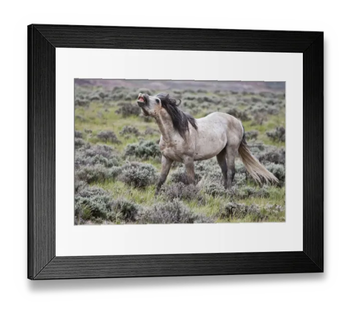 Framed Print : Wild Horse (Equus caballos) male scenting females, Wyoming, USA, June Framed Print : Wild Horse (Equus caballos) male scenting females, Wyoming, USA, June