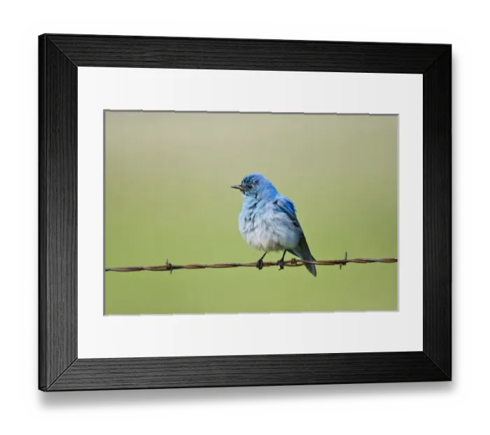 Framed Print : Mountain Bluebird Framed Print : Mountain Bluebird