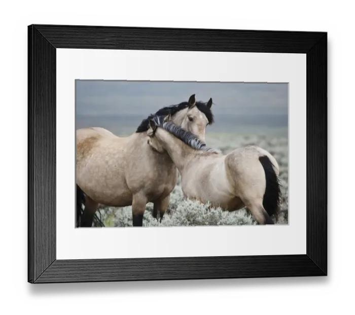Framed Print : Wild horses (Equus caballos) mare greeting last years colt, Wyoming, USA, June Framed Print : Wild horses (Equus caballos) mare greeting last years colt, Wyoming, USA, June