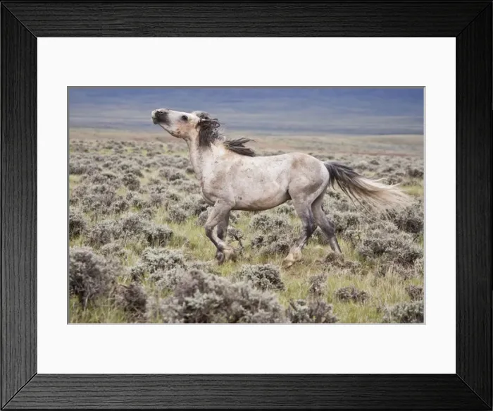 Framed Print : Wild Horse (Equus caballos) male scenting females, Wyoming, USA, June