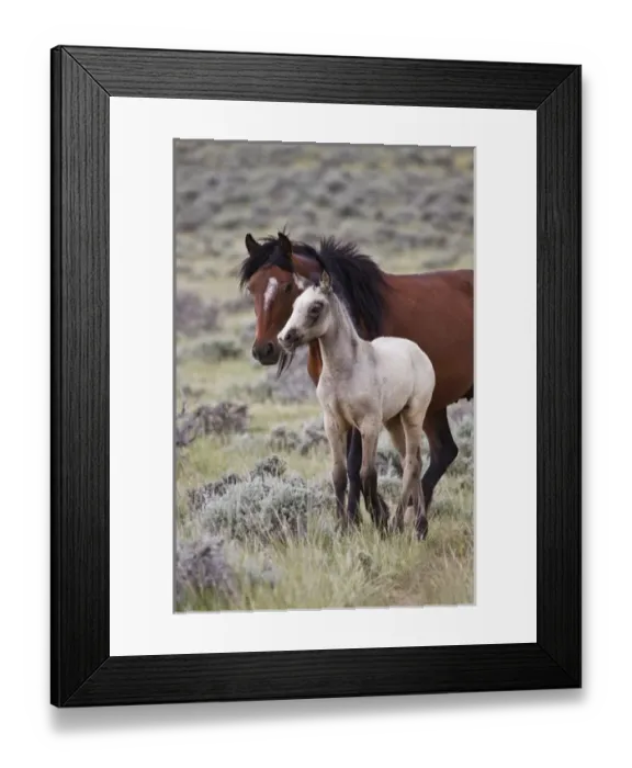 Framed Print : wild horse (Equus caballos) baby with mother, Wyoming prairie, June