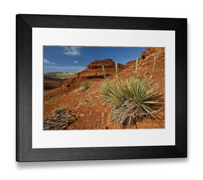 Framed Print : yucca on red soil in canyonlands on northern Wyoming, USA, June Framed Print : yucca on red soil in canyonlands on northern Wyoming, USA, June
