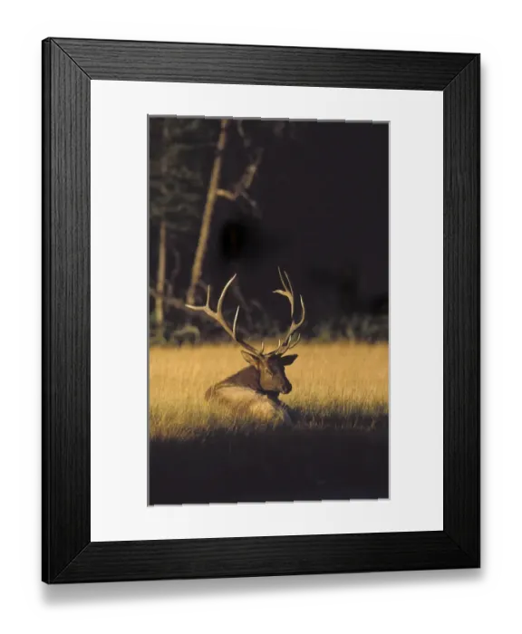 Framed Print : Bull Elk in rut resting along the Madison River, Cervus elaphus nelsoni, Yellowstone NP