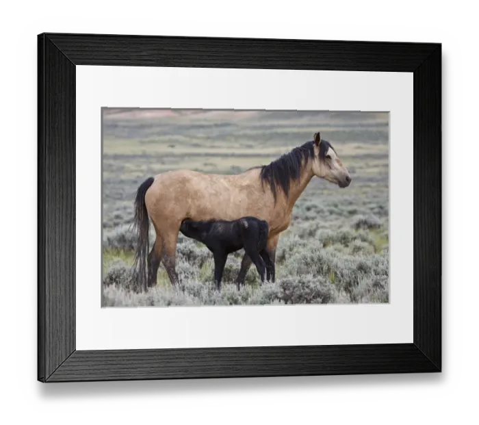Framed Print : wild horse (Equus caballos) baby nursing with mother, Wyoming prairie, June Framed Print : wild horse (Equus caballos) baby nursing with mother, Wyoming prairie, June