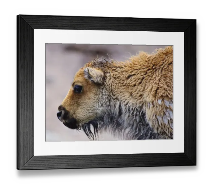 Framed Print : American Buffalo Calf, Yellowstone National Park, WY, USA Framed Print : American Buffalo Calf, Yellowstone National Park, WY, USA