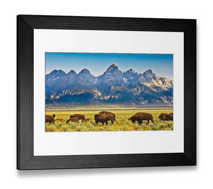 Framed Print : Bison Passage, Teton Front Range and Flowering Sage at Sunrise, Antelope Flats, Grand Framed Print : Bison Passage, Teton Front Range and Flowering Sage at Sunrise, Antelope Flats, Grand