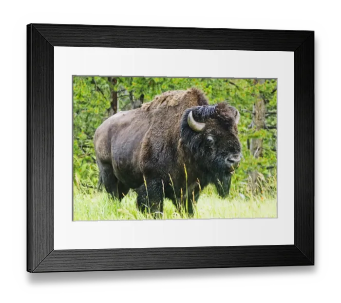 Framed Print : American Buffalo, Yellowstone National Park, WY, USA Framed Print : American Buffalo, Yellowstone National Park, WY, USA