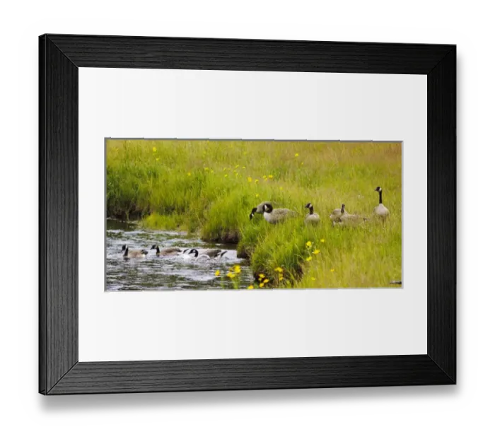 Framed Print : Canadian Goose Family, Yellowstone National Park, WY, USA Framed Print : Canadian Goose Family, Yellowstone National Park, WY, USA