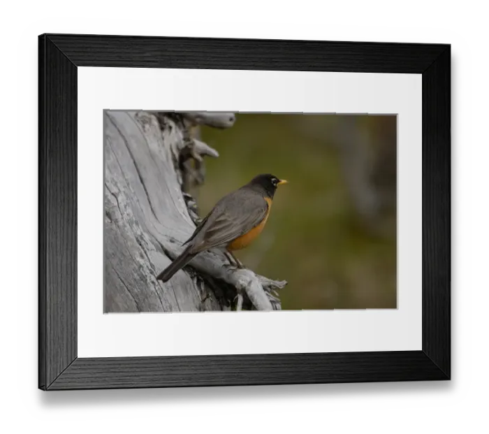Framed Print : American Robin (Turdus migratorius) Devils Tower National Monument