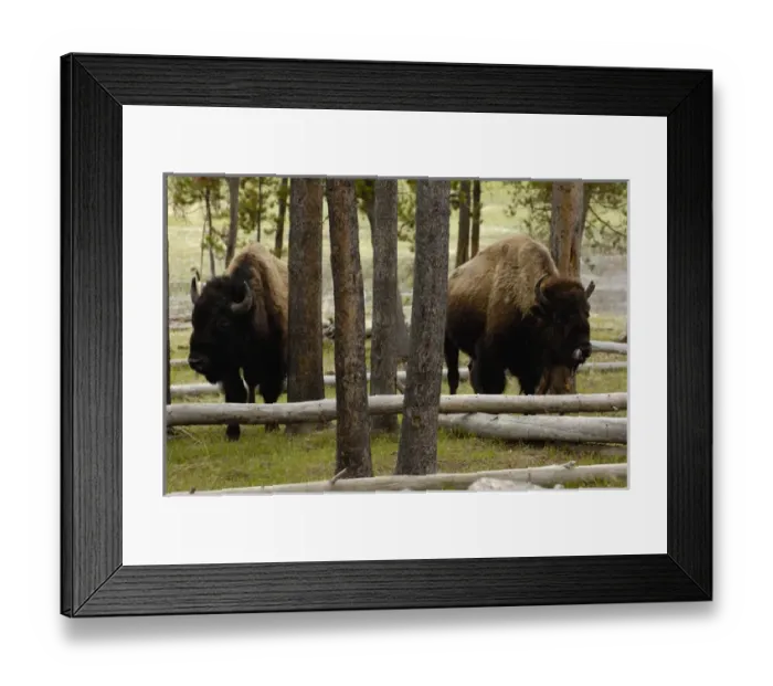 Framed Print : American Bison (Bison bison) Yellowstone National Park Wyoming. USA Framed Print : American Bison (Bison bison) Yellowstone National Park Wyoming. USA