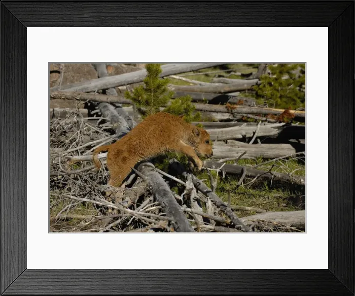 Framed Print : American Bison with calf (Bison bison) Yellowstone National Park Wyoming. USA Framed Print : American Bison with calf (Bison bison) Yellowstone National Park Wyoming. USA