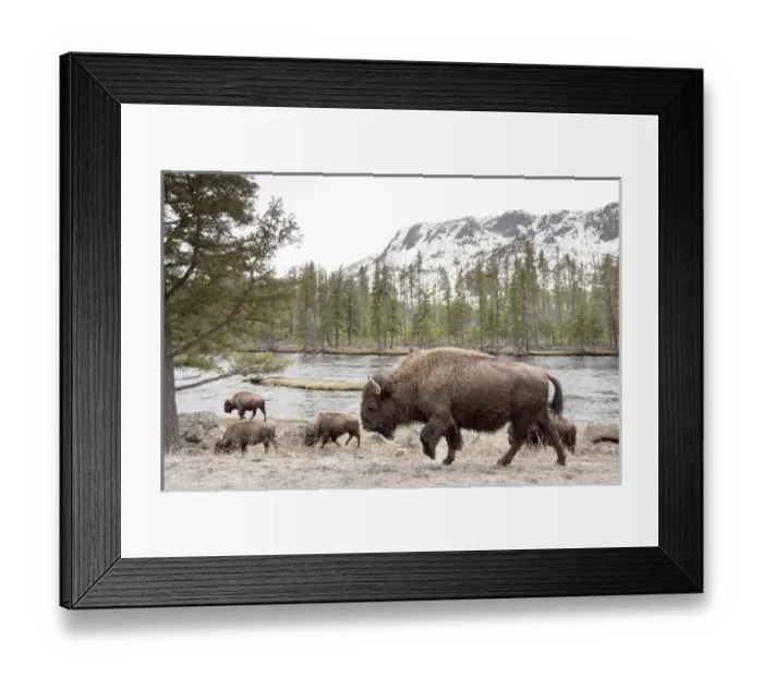 Framed Print : USA, Wyoming, Yellowstone National Park, Herd of Bison feeding along park road