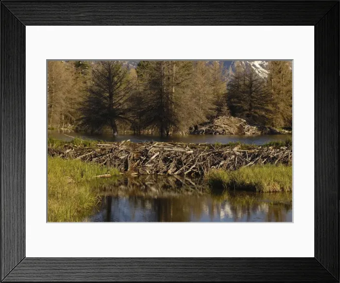 Framed Print : Beaver home (Castor canadensis) a stick-and-mud dam across a stream with a large Framed Print : Beaver home (Castor canadensis) a stick-and-mud dam across a stream with a large