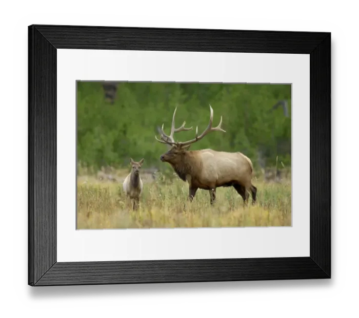 Framed Print : bull with calf, Yellowstone NP, Wyoming, September 2005