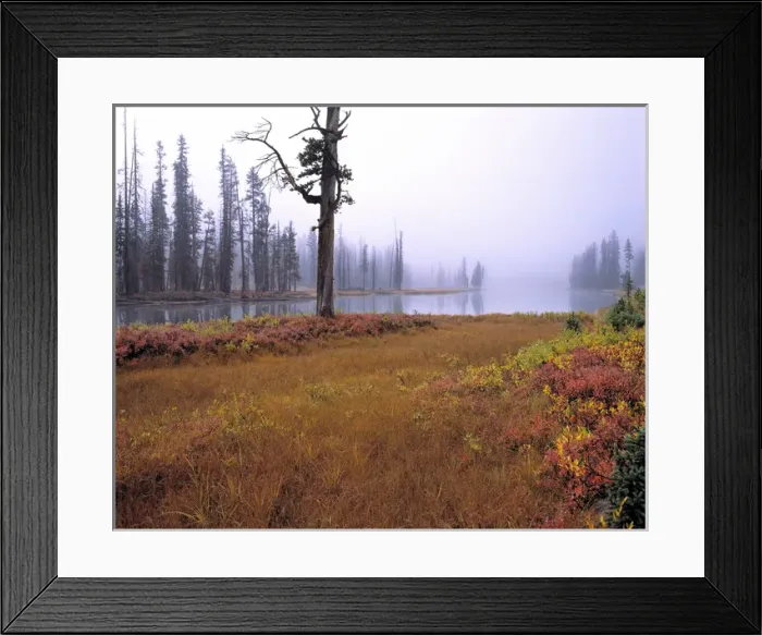Framed Print : USA, Wyoming, Yellowstone NP. Autumn creeps mistily into Yellowstone NP, a World Heritage Site Framed Print : USA, Wyoming, Yellowstone NP. Autumn creeps mistily into Yellowstone NP, a World Heritage Site