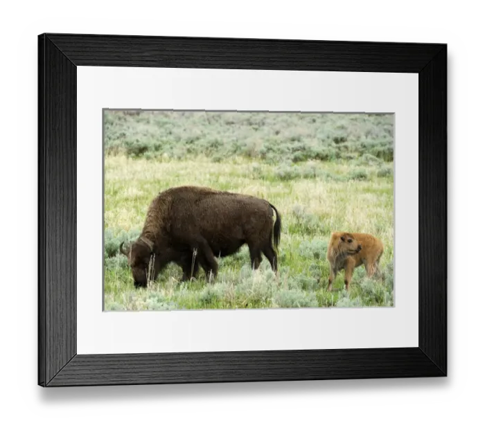 Framed Print : North America, USA, Wyoming, Yellowstone National Park. American Bison and calf
