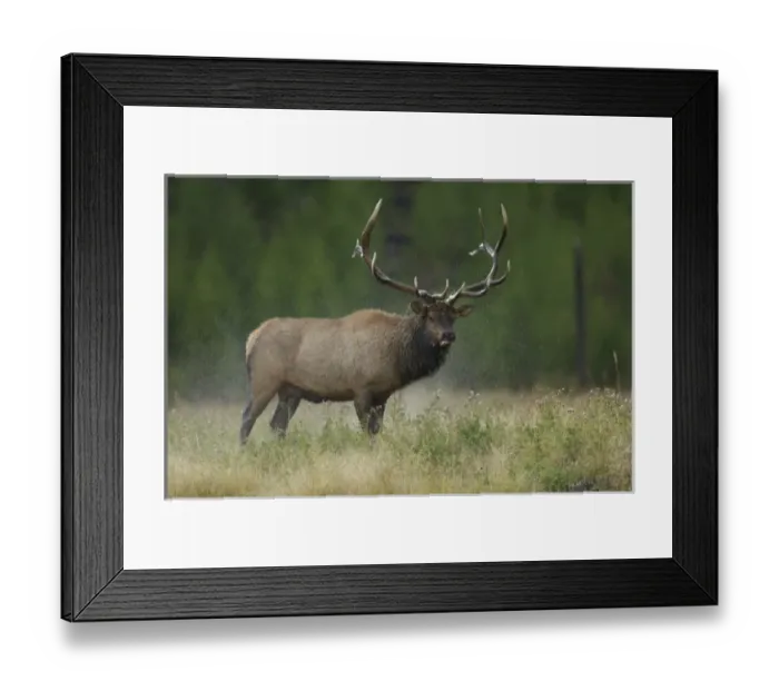 Framed Print : bull shaking off water, Yellowstone NP, Wyoming, September 2005 Framed Print : bull shaking off water, Yellowstone NP, Wyoming, September 2005