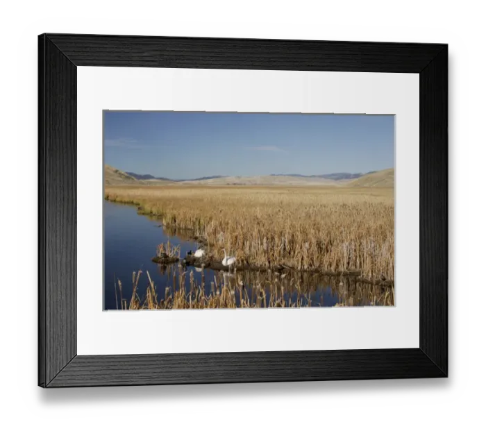 Framed Print : pair at lake, National Elk Refuge, Wyoming, September 2005