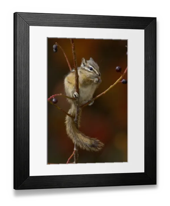 Framed Print : adult eating berries, Grand Teton NP, Wyoming, September 2005 Framed Print : adult eating berries, Grand Teton NP, Wyoming, September 2005