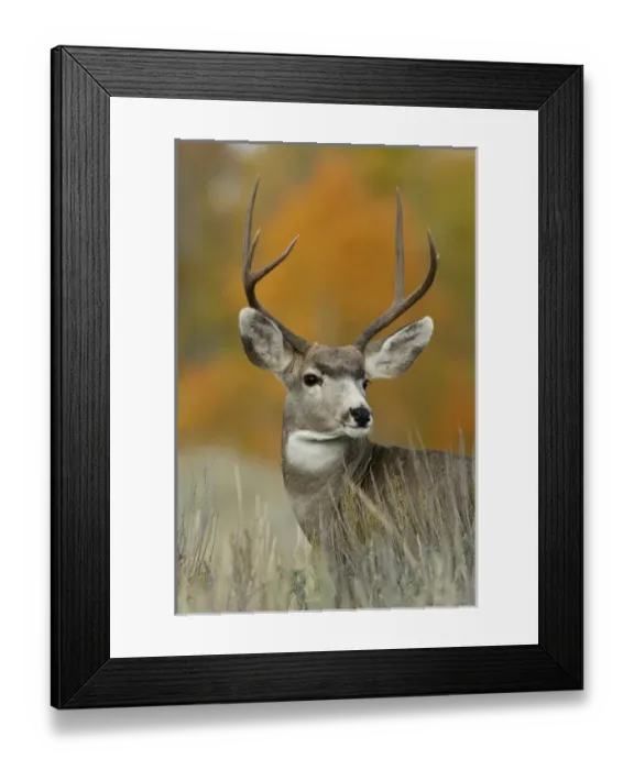 Framed Print : buck, Grand Teton NP, Wyoming, September 2005