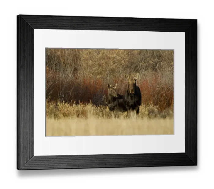 Framed Print : cow with calf, Grand Teton NP, Wyoming, September 2005 Framed Print : cow with calf, Grand Teton NP, Wyoming, September 2005