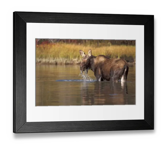 Framed Print : moose, Alces alces, yearling feeding on plants in a river, Grand Teton National Park Framed Print : moose, Alces alces, yearling feeding on plants in a river, Grand Teton National Park