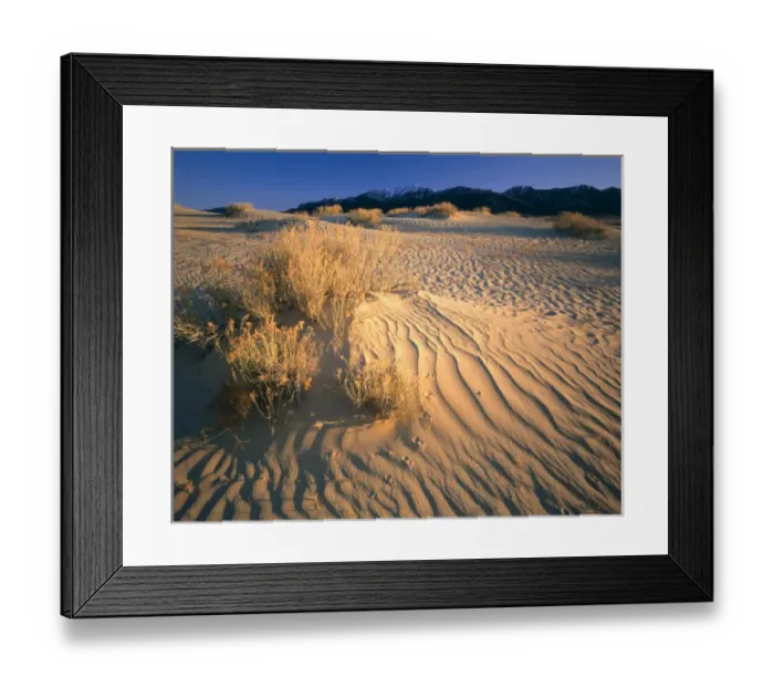 Framed Print : WYOMING. USA. Rabbitbrush & bird tracks in dunes below Ferris Mountains. Ferris Dunes Framed Print : WYOMING. USA. Rabbitbrush & bird tracks in dunes below Ferris Mountains. Ferris Dunes