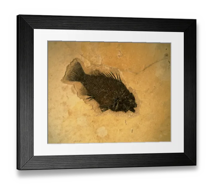 Framed Print : WYOMING, USA. Fossil fish (perch) (Pricacara serrata). 55-50 million-year-old Green River Formation Framed Print : WYOMING, USA. Fossil fish (perch) (Pricacara serrata). 55-50 million-year-old Green River Formation
