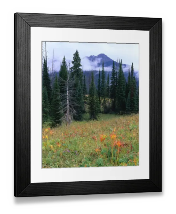 Framed Print : TETON WILDERNESS, WYOMING. USA. Meadow & conifers in autumn rain. Above North Buffalo Framed Print : TETON WILDERNESS, WYOMING. USA. Meadow & conifers in autumn rain. Above North Buffalo