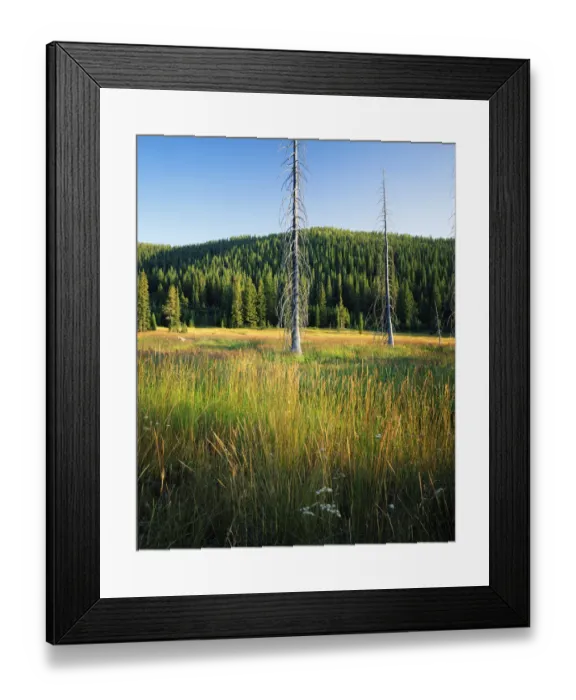 Framed Print : HUSTON PARK WILDERNESS, WYOMING. USA. Snags & grasses in wet meadow below forested slopes Framed Print : HUSTON PARK WILDERNESS, WYOMING. USA. Snags & grasses in wet meadow below forested slopes