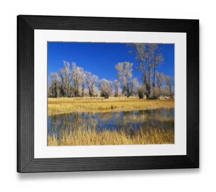 Framed Print : USA, Wyoming, Evanston, Bear River, Reflections of trees and rushes in river