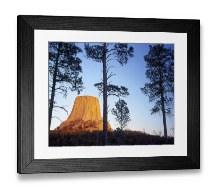 Framed Print : Devils Tower National Monument, Wyoming. USA. Devils Tower & ponderosa pines (Pinus