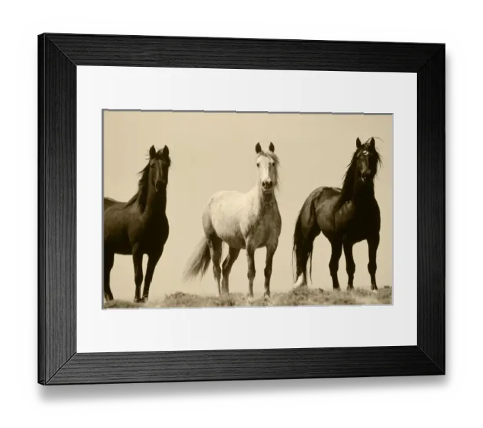 Framed Print : USA, Wyoming, Young wild stallions at head of Alkali Creek near Cyclone Rim near