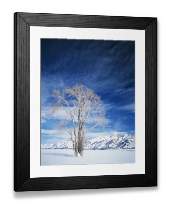 Framed Print : USA, Wyoming, Cottonwood tree in winter