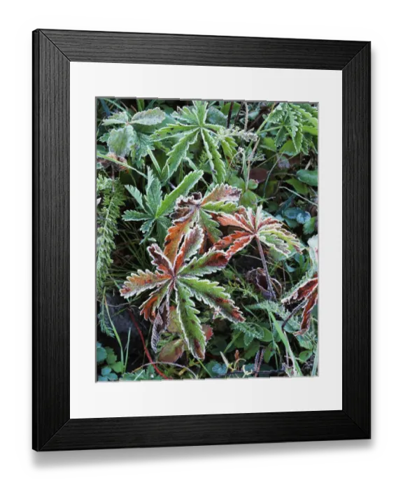 Framed Print : USA, Wyoming, Close-up of frosted sliverweed