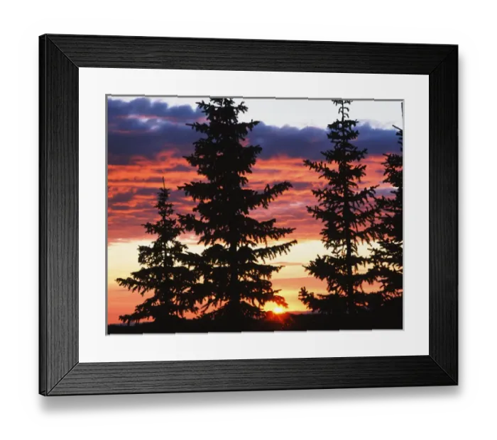 Framed Print : USA, Wyoming, View of sunrise with spruce trees at Medicine Bow National Forest Framed Print : USA, Wyoming, View of sunrise with spruce trees at Medicine Bow National Forest