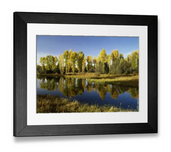 Framed Print : USA, Wyoming, Grand Teton National Park, Coniferous tree reflected in Beaver Pond