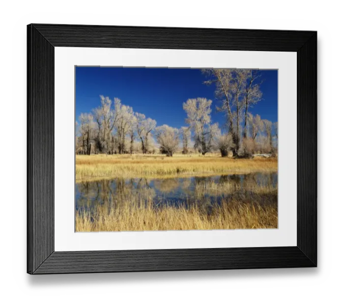 Framed Print : USA, Evanston, Wyoming, View of cottonwood tree in autumn