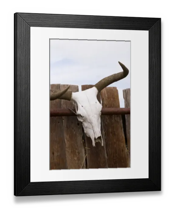 Framed Print : The cowboy life in the USA West Steer Skull on fence Framed Print : The cowboy life in the USA West Steer Skull on fence
