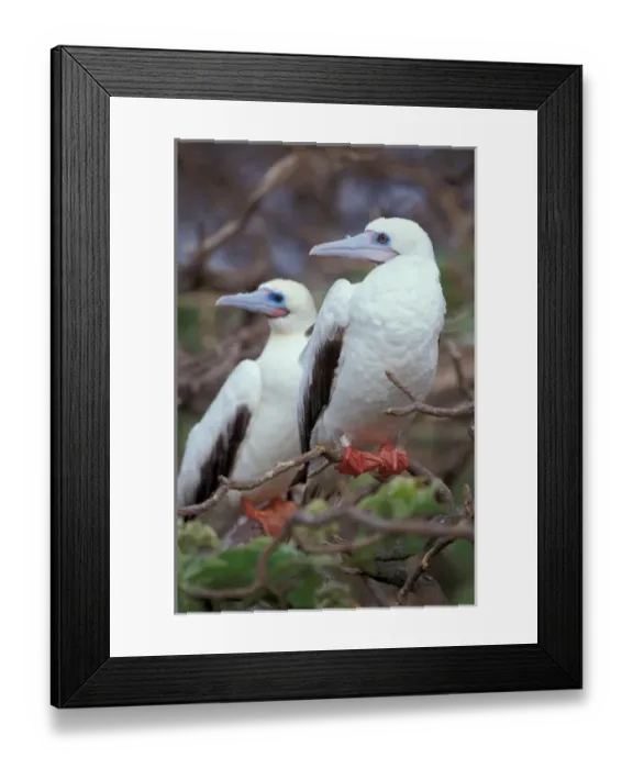 Framed Print : United States, Hawaii, Midway. Atoll NWR. Red-footed boobies on nest site