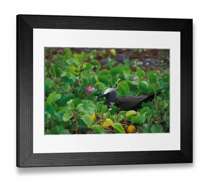 Framed Print : United States, Hawaii, Midway, Atoll NWR. Nobby Tern Framed Print : United States, Hawaii, Midway, Atoll NWR. Nobby Tern