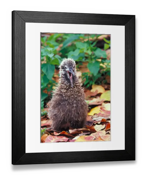 Framed Print : United States, Hawaii, Midway, Atoll NWR. Baby laysan albatross sea grape