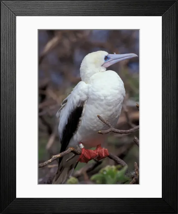 Framed Print : United States, Hawaii, Midway, Atoll Red-footed booby nesting area Framed Print : United States, Hawaii, Midway, Atoll Red-footed booby nesting area